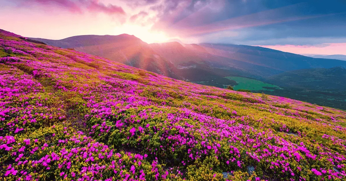 Valley of Flowers
