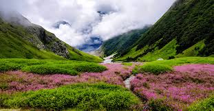 Alpine Blooms