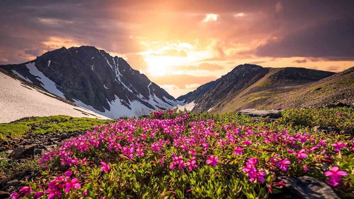 Wild Himalayan Flowers